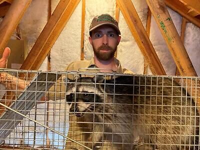 Harrisburg raccoon trapping